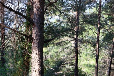 İsrail 'in kuzeyindeki bir şehir parkında büyük bir yaprak döken ağacın gövdesi. 