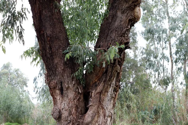 trunk of a large deciduous tree in a city park in the north of Israel