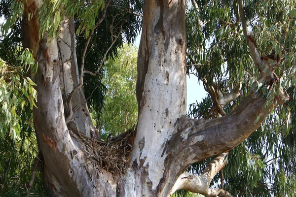 Tronco Gran Árbol Hoja Caduca Parque Urbano Norte Israel — Foto de Stock