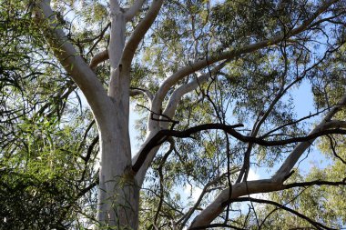 İsrail 'in kuzeyindeki bir şehir parkında büyük bir yaprak döken ağacın gövdesi. 