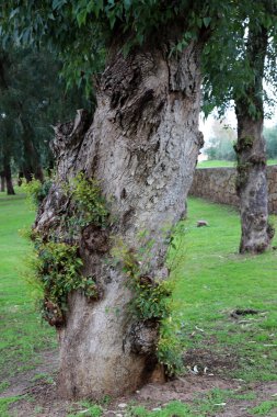 İsrail 'in kuzeyindeki bir şehir parkında büyük bir yaprak döken ağacın gövdesi. 