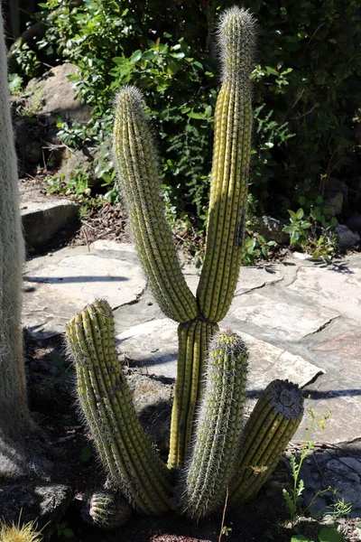 Cactus Grande Espinoso Creció Primavera Marzo Parque Ciudad Norte Israel —  Fotos de Stock