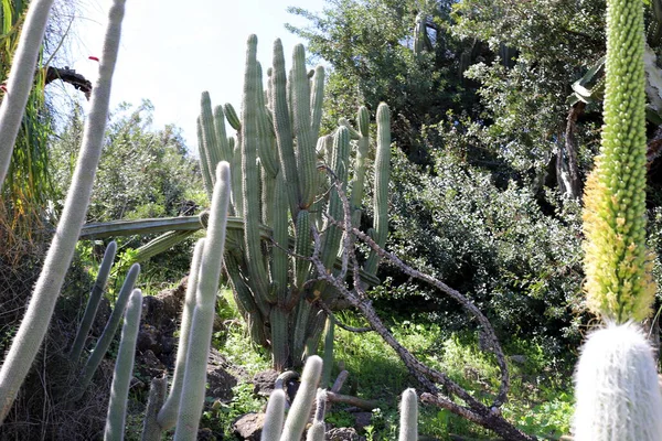 Cacto Grande Espinhoso Cresceu Primavera Março Parque Cidade Norte Israel — Fotografia de Stock