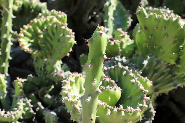 Cactus Grande Espinoso Creció Primavera Marzo Parque Ciudad Norte Israel —  Fotos de Stock