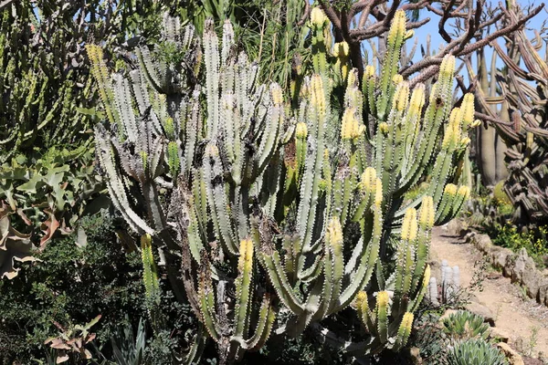 Grand Cactus Épineux Poussé Printemps Mars Dans Parc Urbain Dans — Photo