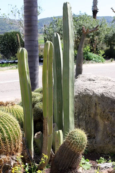 Cacto Grande Espinhoso Cresceu Primavera Março Parque Cidade Norte Israel — Fotografia de Stock