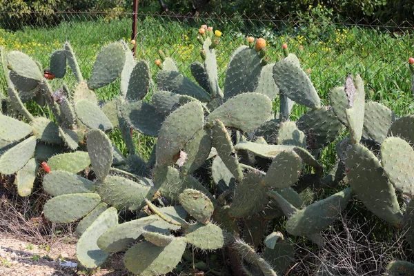 Cacto Grande Espinhoso Cresceu Primavera Março Parque Cidade Norte Israel — Fotografia de Stock