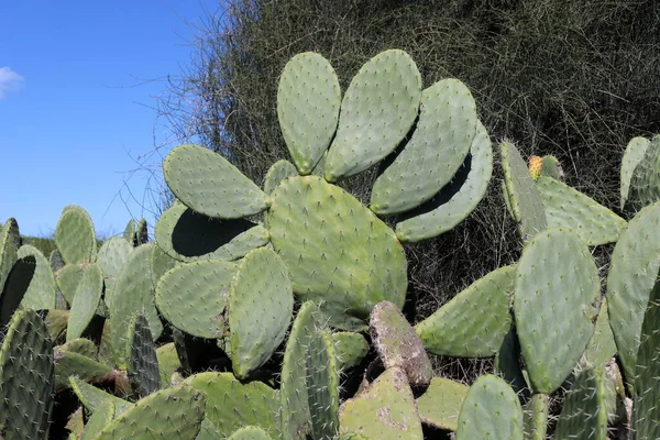 Een Grote Stekelige Cactus Groeide Het Voorjaar Van Maart Een — Stockfoto