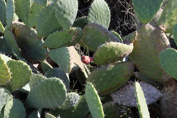 Large Prickly Cactus Grew Spring March City Park Northern Israel — Stock Photo, Image