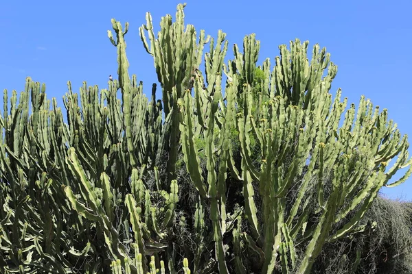 Cactus Mare Priceput Crescut Primăvara Lui Martie Într Parc Orașului — Fotografie, imagine de stoc