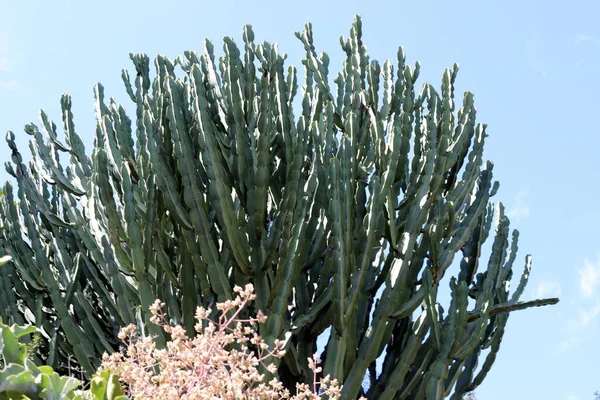 Wiosną Marca Parku Miejskim Północnym Izraelu Rósł Duży Kłujący Kaktus — Zdjęcie stockowe