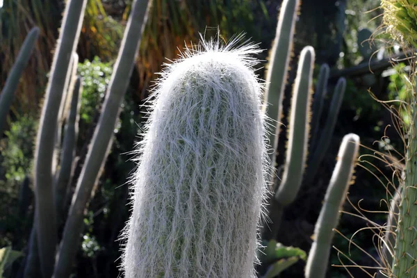 Een Grote Stekelige Cactus Groeide Het Voorjaar Van Maart Een — Stockfoto