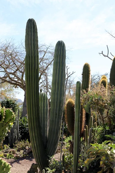 Grand Cactus Épineux Poussé Printemps Mars Dans Parc Urbain Dans — Photo