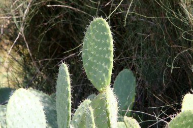 Mart ayının baharında İsrail 'in kuzeyindeki bir şehir parkında büyük ve dikenli bir kaktüs büyüdü. 