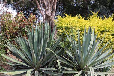 Mart ayının baharında İsrail 'in kuzeyindeki bir şehir parkında büyük ve dikenli bir kaktüs büyüdü. 