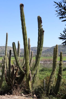 Mart ayının baharında İsrail 'in kuzeyindeki bir şehir parkında büyük ve dikenli bir kaktüs büyüdü. 