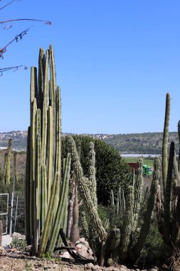 Mart ayının baharında İsrail 'in kuzeyindeki bir şehir parkında büyük ve dikenli bir kaktüs büyüdü. 