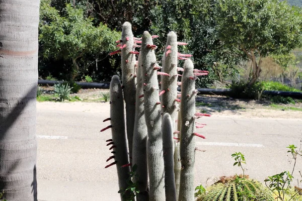 Cactus Grande Espinoso Creció Primavera Marzo Parque Ciudad Norte Israel — Foto de Stock
