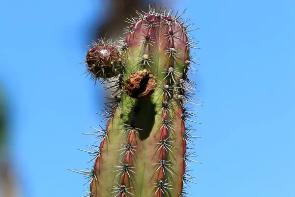 Velký Pichlavý Kaktus Vyrostl Jaře Března Městském Parku Severním Izraeli — Stock fotografie