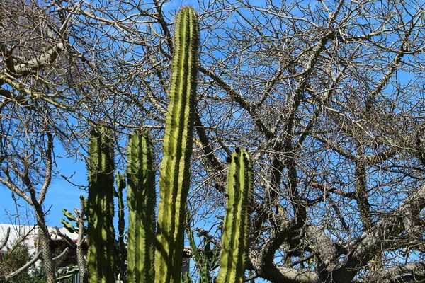 Stor Och Taggig Kaktus Växte Våren Mars Stadspark Norra Israel — Stockfoto
