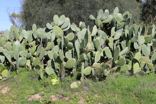 Egy Nagy Szúrós Kaktusz Nőtt Március Tavaszán Egy Észak Izraeli — Stock Fotó