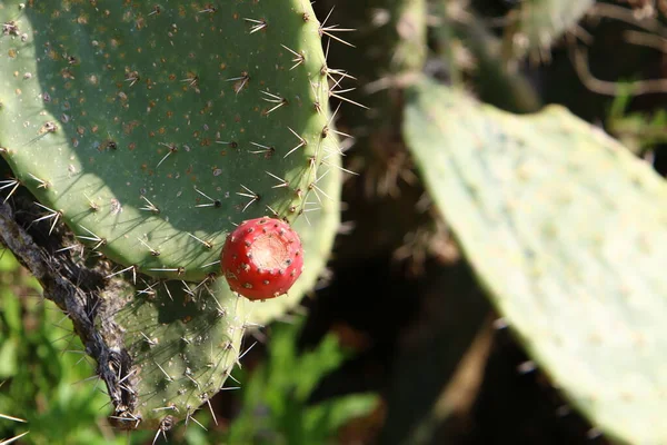 Cactus Grande Espinoso Creció Primavera Marzo Parque Ciudad Norte Israel —  Fotos de Stock