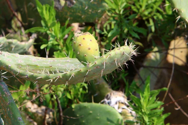 Large Prickly Cactus Grew Spring March City Park Northern Israel — Stock Photo, Image