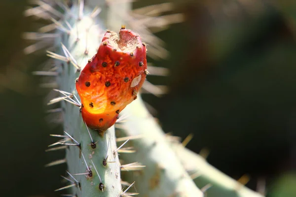 Velký Pichlavý Kaktus Vyrostl Jaře Března Městském Parku Severním Izraeli — Stock fotografie