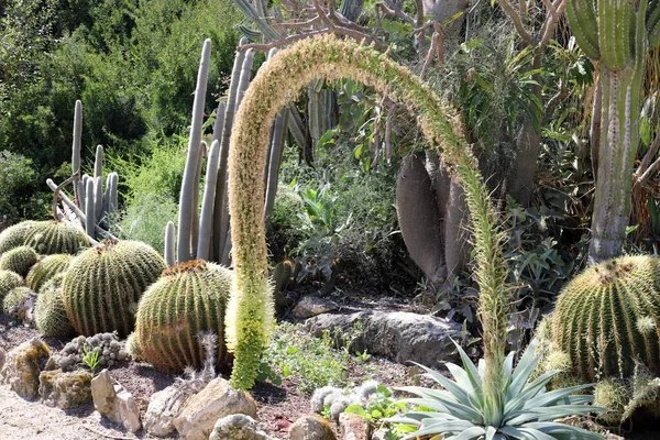 Grande Spinoso Cactus Cresciuto Nella Primavera Marzo Parco Cittadino Nel — Foto Stock