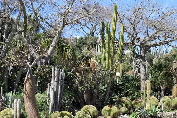 Grand Cactus Épineux Poussé Printemps Mars Dans Parc Urbain Dans — Photo