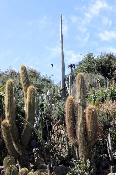 Cactus Grande Espinoso Creció Primavera Marzo Parque Ciudad Norte Israel — Foto de Stock
