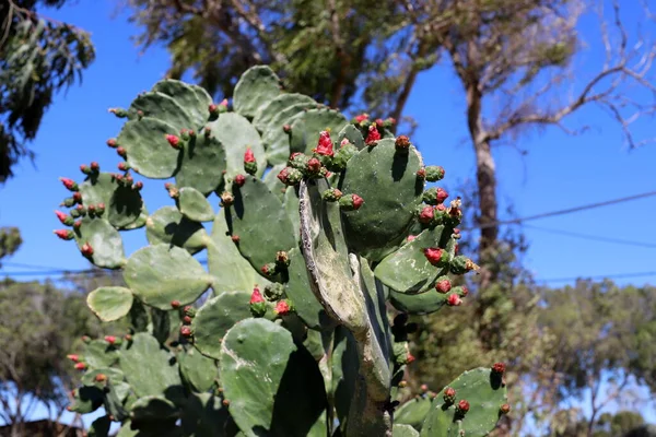 Large Prickly Cactus Grew Spring March City Park Northern Israel Stock Picture