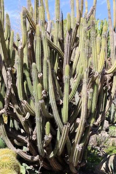 Cactus Grande Espinoso Creció Primavera Marzo Parque Ciudad Norte Israel — Foto de Stock