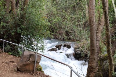 Fırtınalı Hermon nehri İsrail 'in kuzeyindeki Golan ormanında akıyor. 