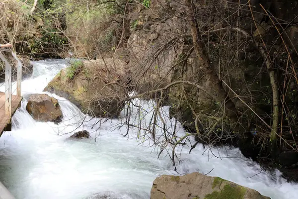 Tormentoso Río Hermón Fluye Selva Del Golán Norte Israel — Foto de Stock