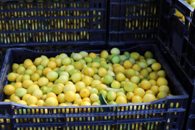 İsrail 'in başkenti Kudüs' teki bir pazarda taze meyve ve sebze satılır. 