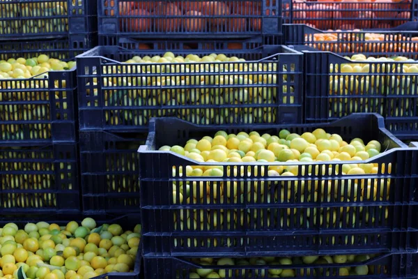 stock image fresh fruits and vegetables are sold in a bazaar in the city of Jerusalem, the capital of Israel 