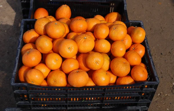 Fresh Fruits Vegetables Sold Bazaar City Jerusalem Capital Israel — Stock Photo, Image