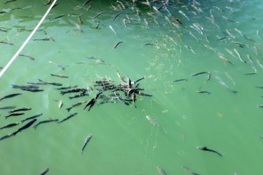 İsrail 'in Akdeniz kıyısındaki deniz balıkları, iskeleden attıkları ekmekleri yerler. 