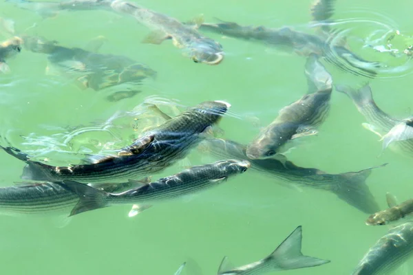 イスラエルの地中海沿岸沖では魚がパンを食べ桟橋から投げます — ストック写真