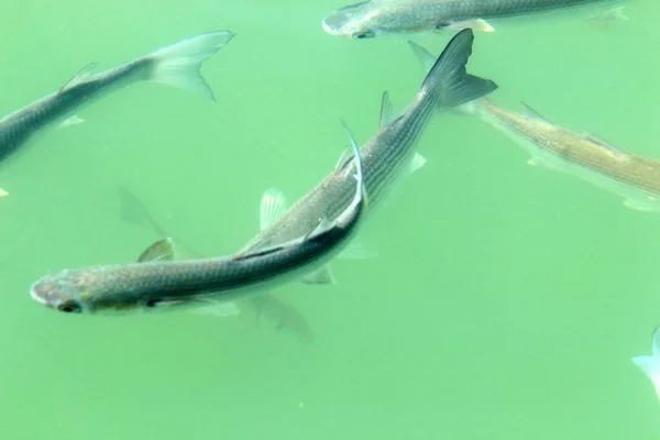 イスラエルの地中海沿岸沖では魚がパンを食べ桟橋から投げます — ストック写真