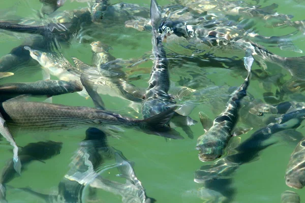 Havsfisk Utanför Medelhavets Kust Israel Fisk Äter Bröd Som Kastar — Stockfoto