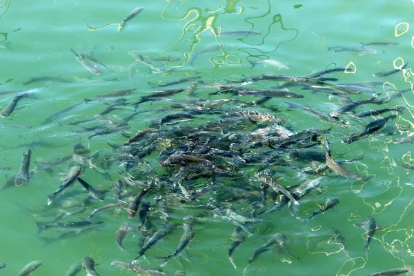 イスラエルの地中海沿岸沖では魚がパンを食べ桟橋から投げます — ストック写真