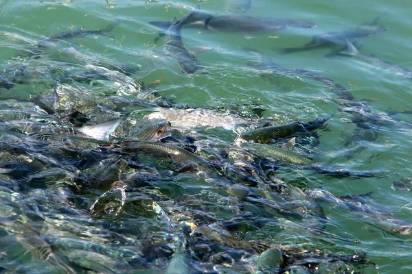 Sea Fish Coast Mediterranean Sea Israel Fish Eat Bread Throw — Stock Photo, Image