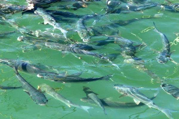 Zeevissen Voor Kust Van Middellandse Zee Israël Vissen Eten Brood — Stockfoto