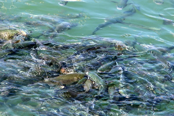 イスラエルの地中海沿岸沖では魚がパンを食べ桟橋から投げます — ストック写真
