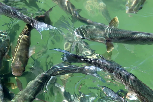 イスラエルの地中海沿岸沖では魚がパンを食べ桟橋から投げます — ストック写真