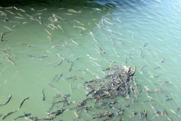 イスラエルの地中海沿岸沖では魚がパンを食べ桟橋から投げます — ストック写真