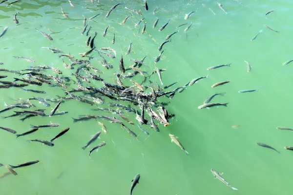 在以色列地中海沿岸的海鱼 它们吃着从码头上扔下来的面包 — 图库照片