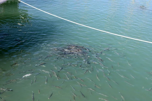 Peixes Marinhos Largo Costa Mar Mediterrâneo Israel Peixes Comem Pão — Fotografia de Stock